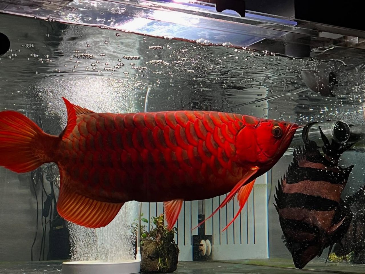 Super Red Arowana - Fishy Hubs