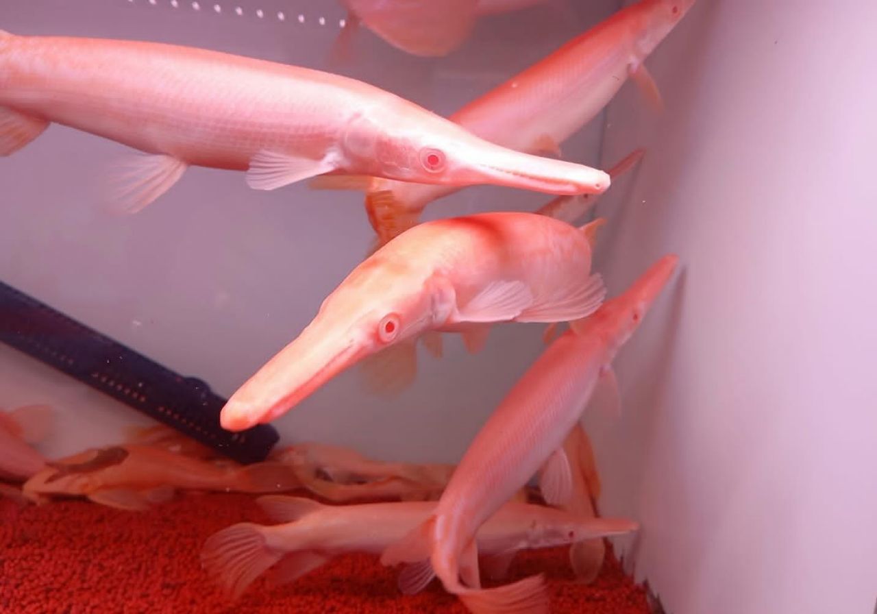 Buy Alligator Gar Fish - Fishy Hubs
