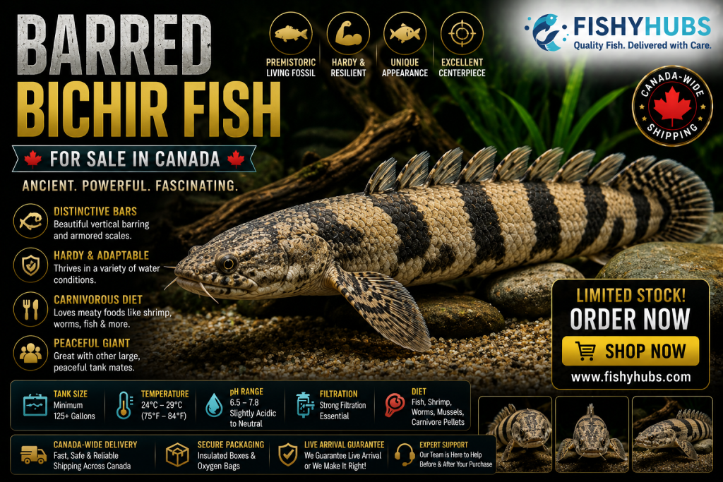Barred Bichir Fish for Sale in Canada (2026 Complete Buying & Care ...